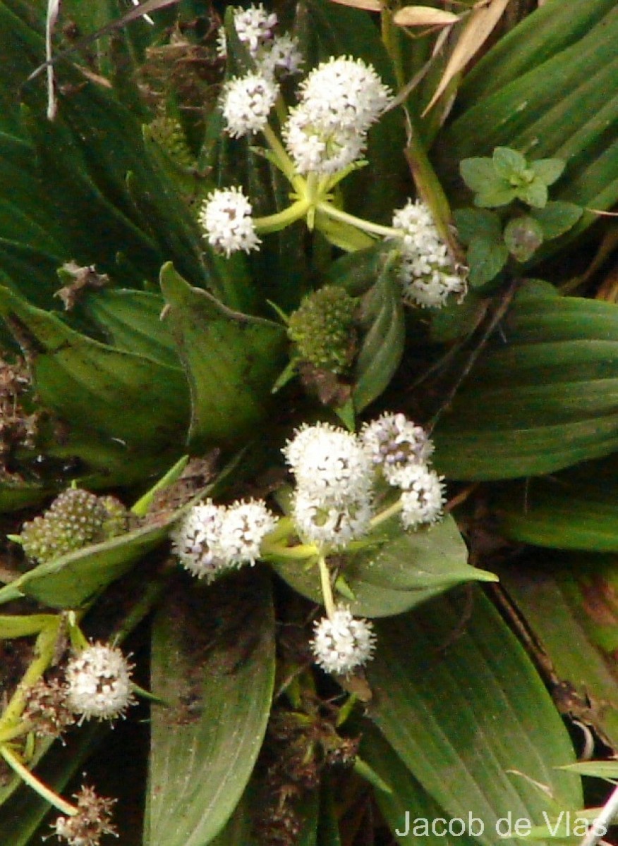 Hedyotis plantaginifolia Arn.
